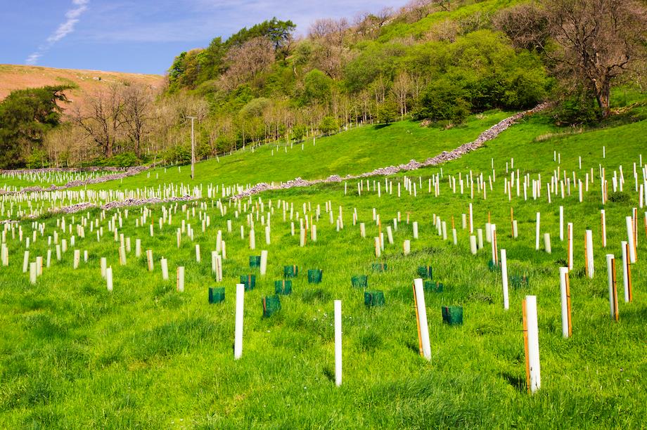 The act introduces a ten per cent biodiversity net gain requirement for new developments (Pic: Getty)