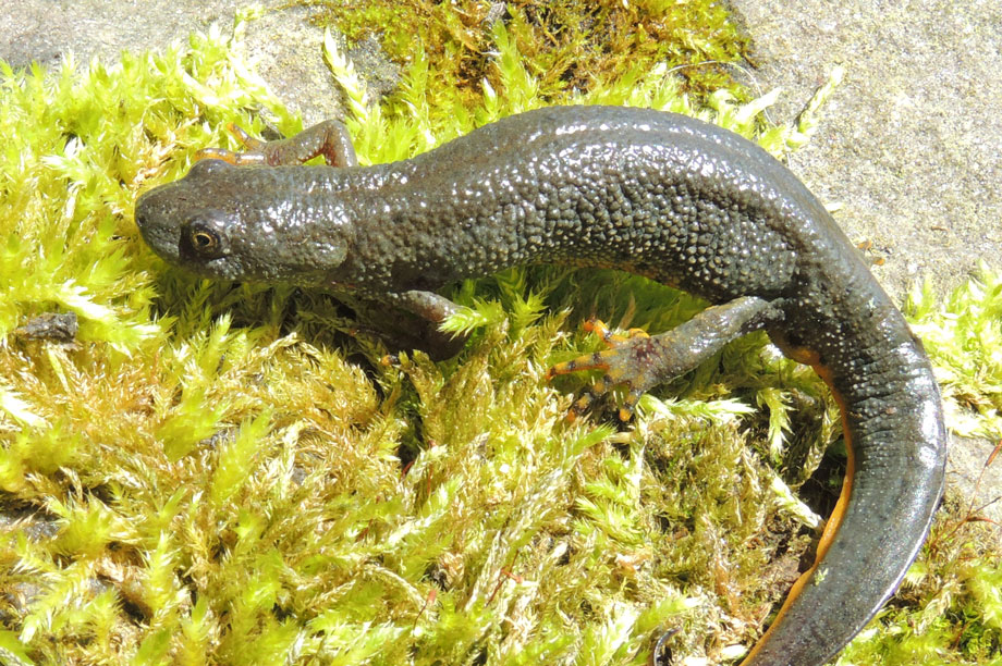 Great Crested Newts: present at development site (pic Wildlife Wanderer via Flickr)