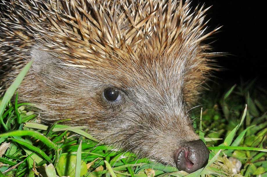 Hedgehogs: SPD includes policy to support habitat (pic: Greg, Flickr, CC BY 2.0)