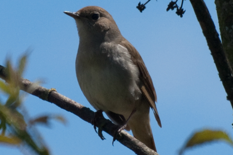 Nightingales: Medway site is important habitat
