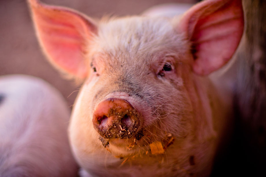 Pigs: facility could house 25,000