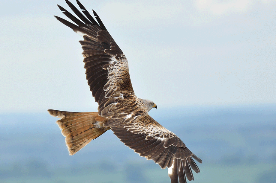 Red kite: concern adverse effect on the integrity of the red kite feature of the Elenydd–Mallaen SPA (picture by Tim Spouge, Flickr)