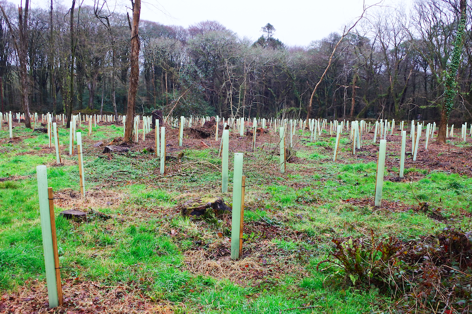 Newly planted saplings in a woodland area (Pic: Getty)