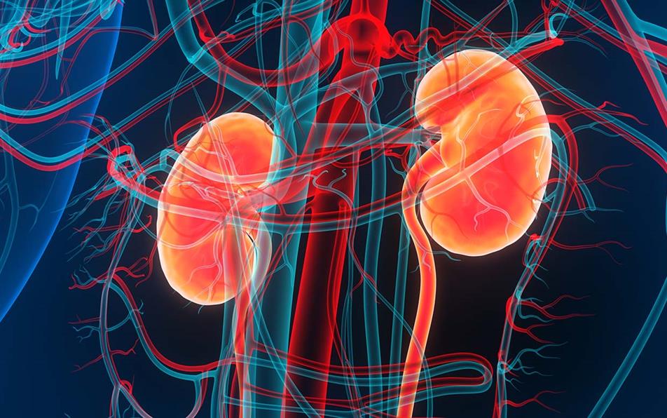 New kidney drug approved for routine NHS prescribing | MIMS online