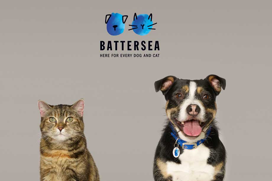 Battersea dogs best sale home kittens