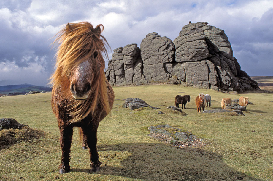 Equine charity to launch petition against Dartmoor Hill Pony