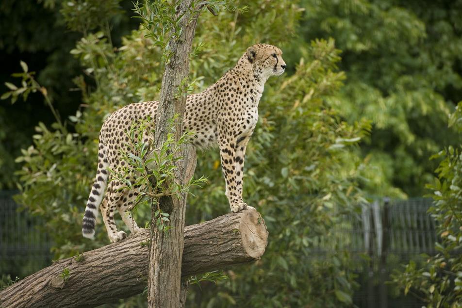 Carat Leeds wins Chester Zoo business