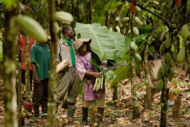 Magnum increases ties with Rainforest Alliance ethical cocoa scheme