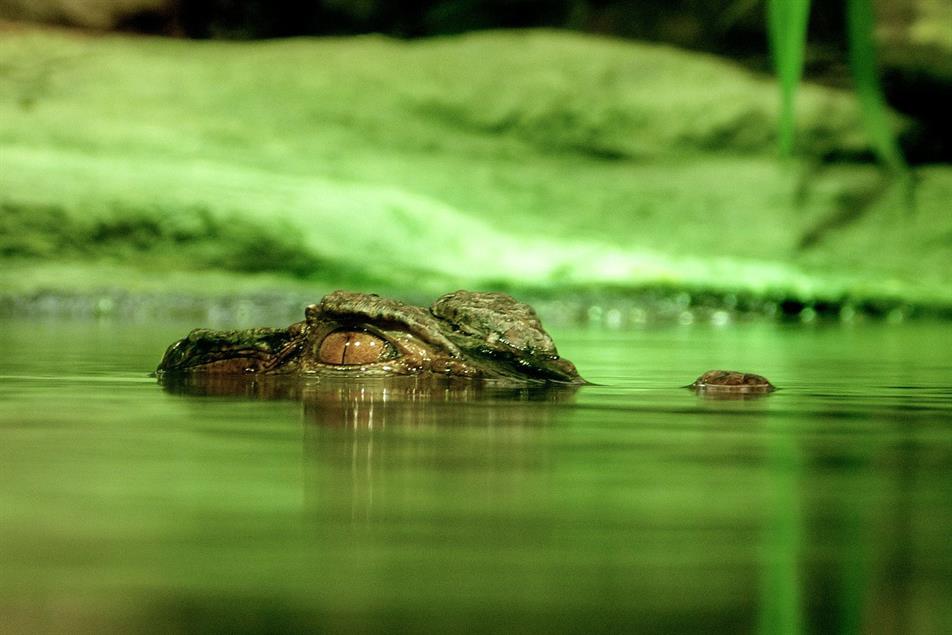 The Cruelty Behind Crocodile-Skin Handbags - PETA UK