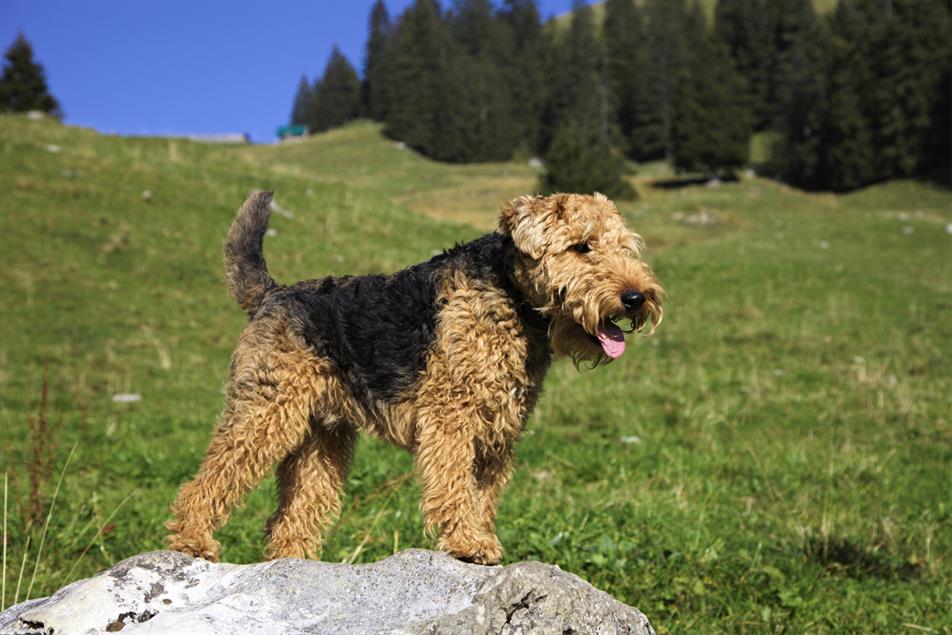 A Welsh terrier (not Richard Huntington's)