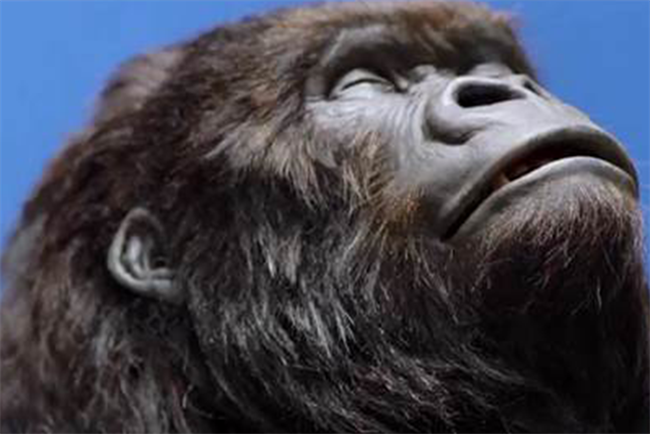 Aldi: last month McCann Manchester spoofed the Cadbury's gorilla in an Easter ad