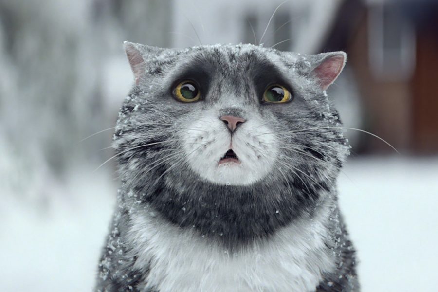 Mog the cat: star of Sainsbury's Grand Prix-winning campaign for PHD