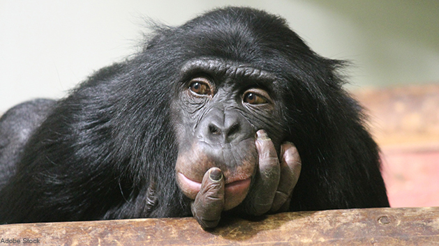 Is your employees’ inner chimp the key to encouraging pension contributions?