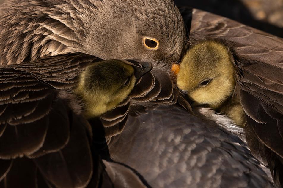 Parliamentarians join conservation campaigners on lead shot ban