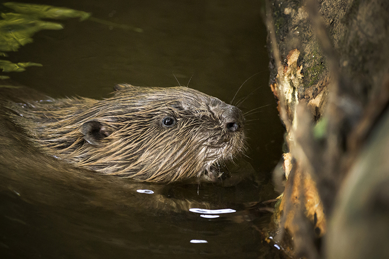 Beavers gain legal protection in England 8 things you need to know
