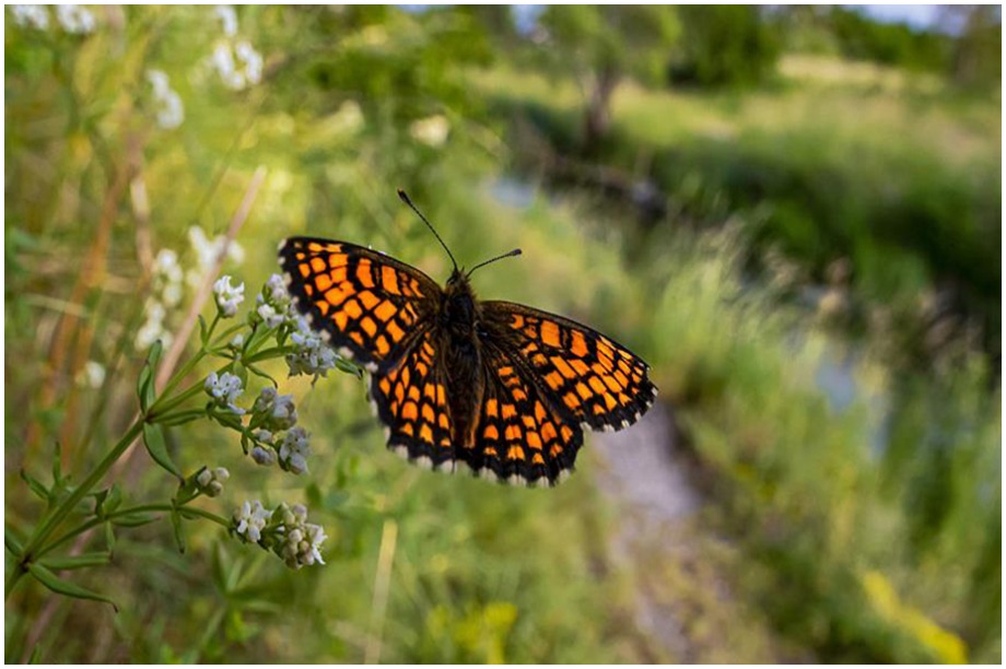 Reducing ‘legal ambiguity’ of EU case law is aim of the Habitats