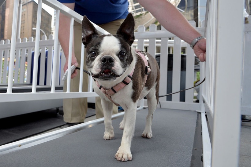 OMD Wins 100M Global Boehringer Ingelheim Animal Health Account 
