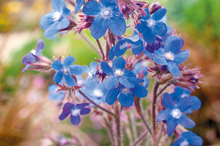 Anchusa | HortWeek