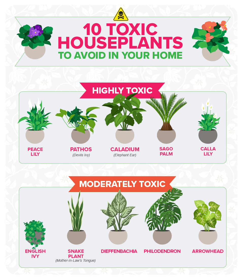 10 Most Toxic Houseplants Highlighted | HortWeek