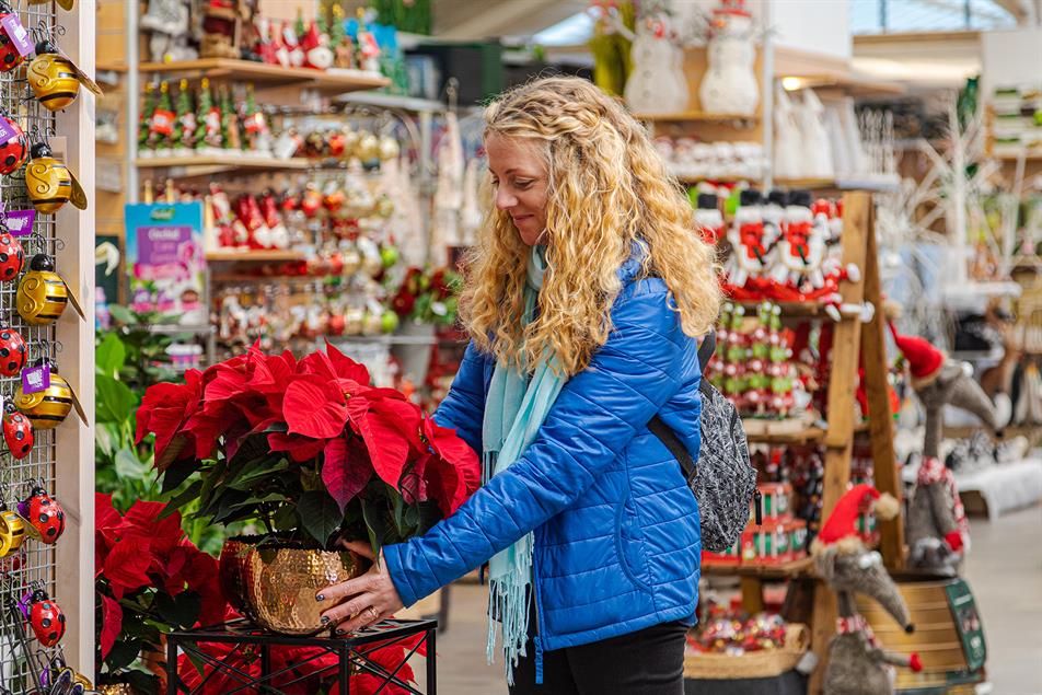 Five Special Care Tips For Retailers To Maximise Poinsettia Sales In   2022 Poinsettia Retaildisplay2 