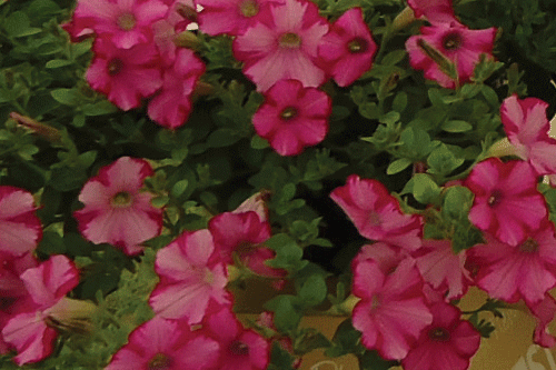 Supertunia Raspberry Blast Hortweek 2903