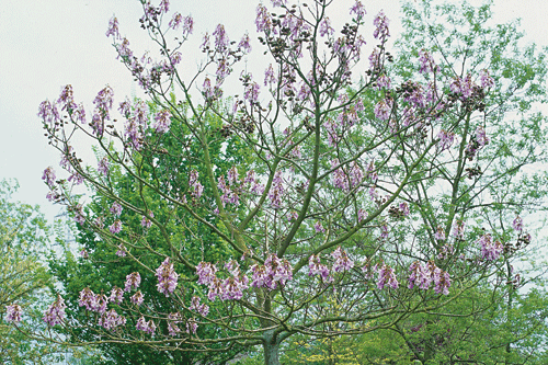 Paulownia tomentosa  Paulownia, Foxglove tree - Pepinierele Van den Berk