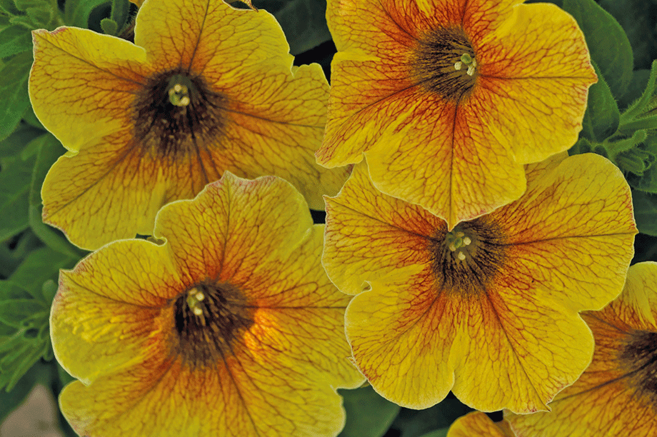 BeautiCal X Petchoa Caramel Yellow HortWeek