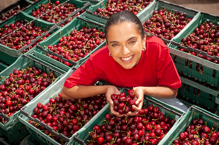 UK cherry growers set for highquality season HortWeek