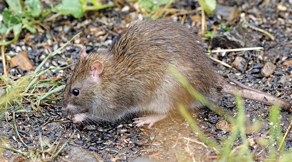 How To Control Rats On Ornamental Crops 