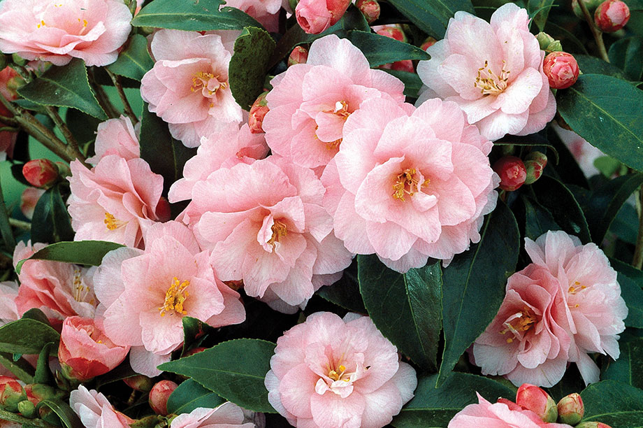 Williams: Tea scale can damage camellias