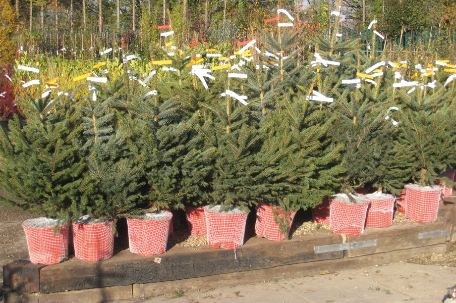 Christmas tree price at new low HortWeek