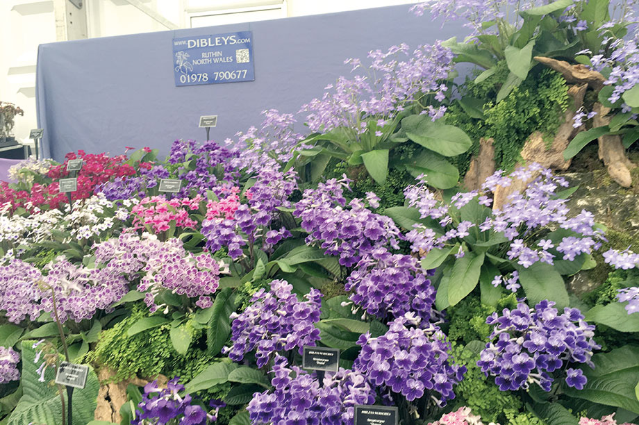 Opportunities for niche UK houseplant growers HortWeek