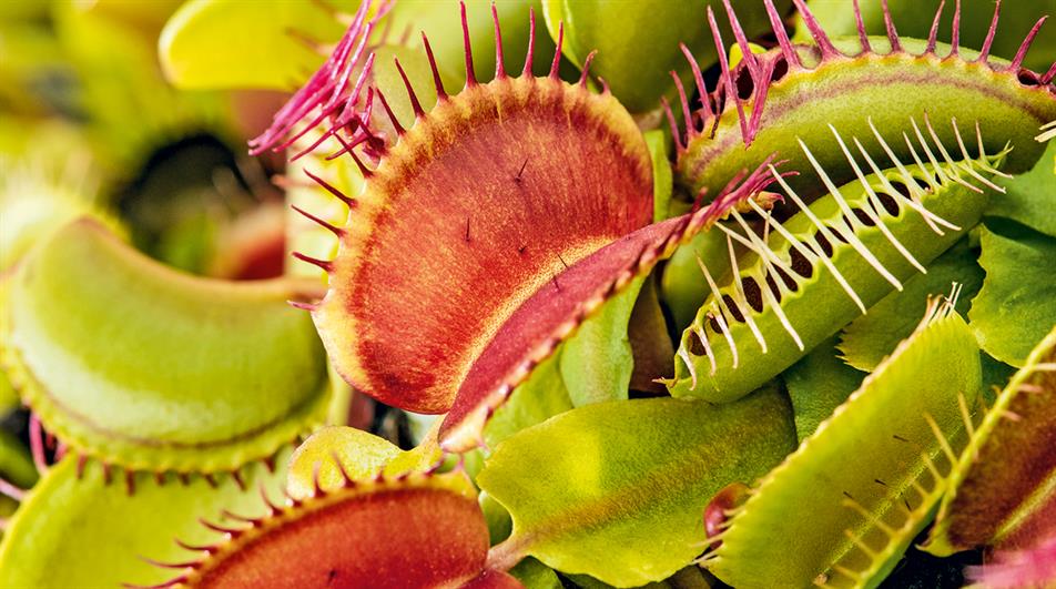 corkscrew rush plant Aquatic Plant Spiral Rush  Grassland Aquatics