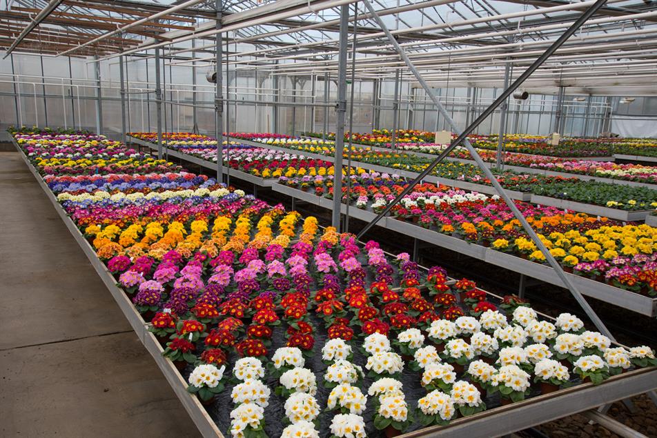 Ball Colegrave releases spring new primrose highlights videos HortWeek
