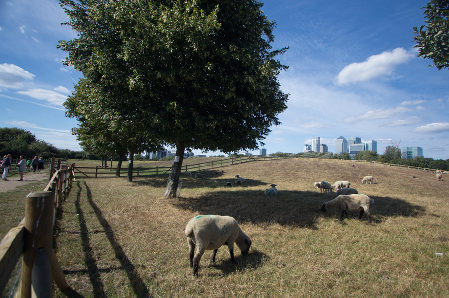 how did isle of dogs in london get its name