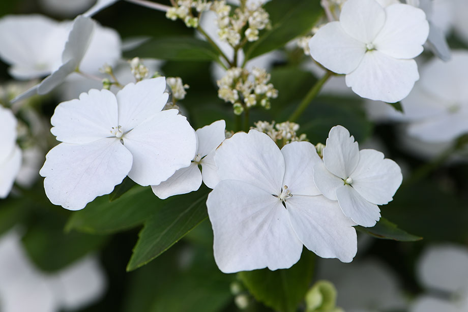 Hydrangea hybrid 'Runaway Bride' HortWeek
