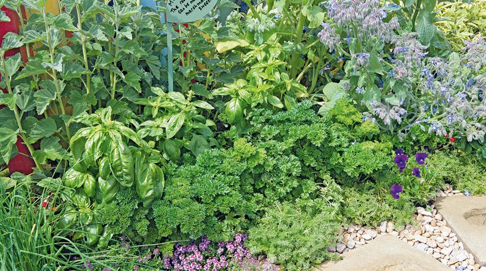 A cook chops fresh herb, coriander, Coriandrum sativum, in a