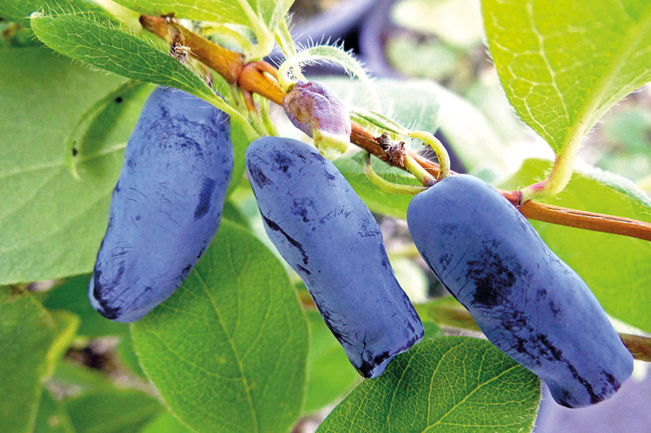 Pioneering honeyberry production in Scotland HortWeek