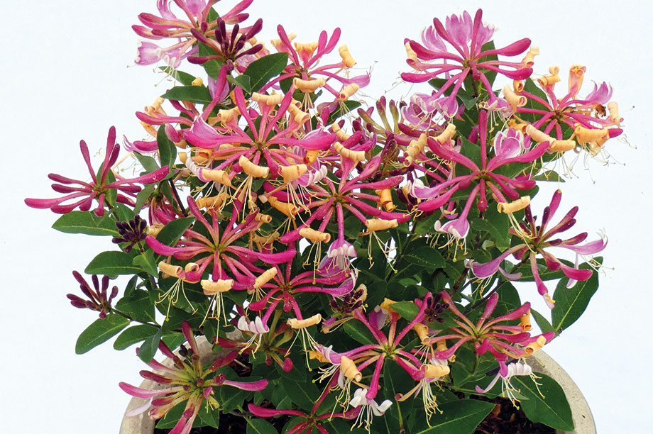Lonicera periclymenum 'Strawberries & Cream' HortWeek