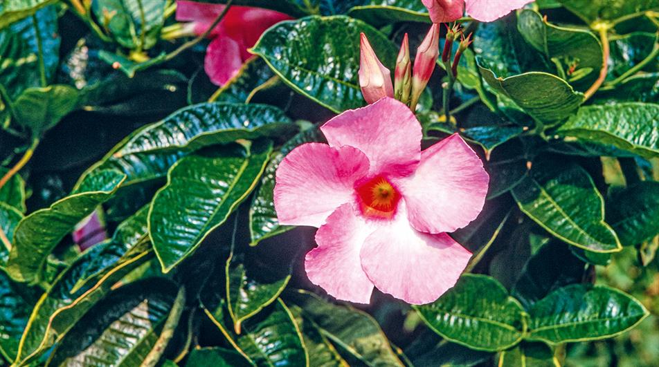 74 Plants With Pink Flowers: Names, Identifying, Gardening Tips, Pink Blooms