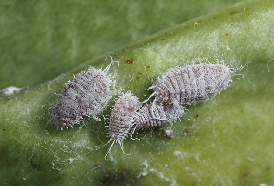What to look out for when scouting crops for mealybugs HortWeek