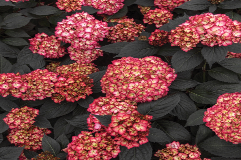 Eclipse Hydrangea named as People's Choice at New Varieties Showcase at