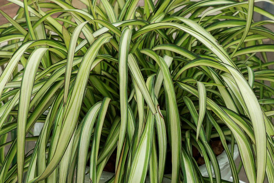 Phormium 'Blondie' (HTA/Wyevale Nurseries) | HortWeek