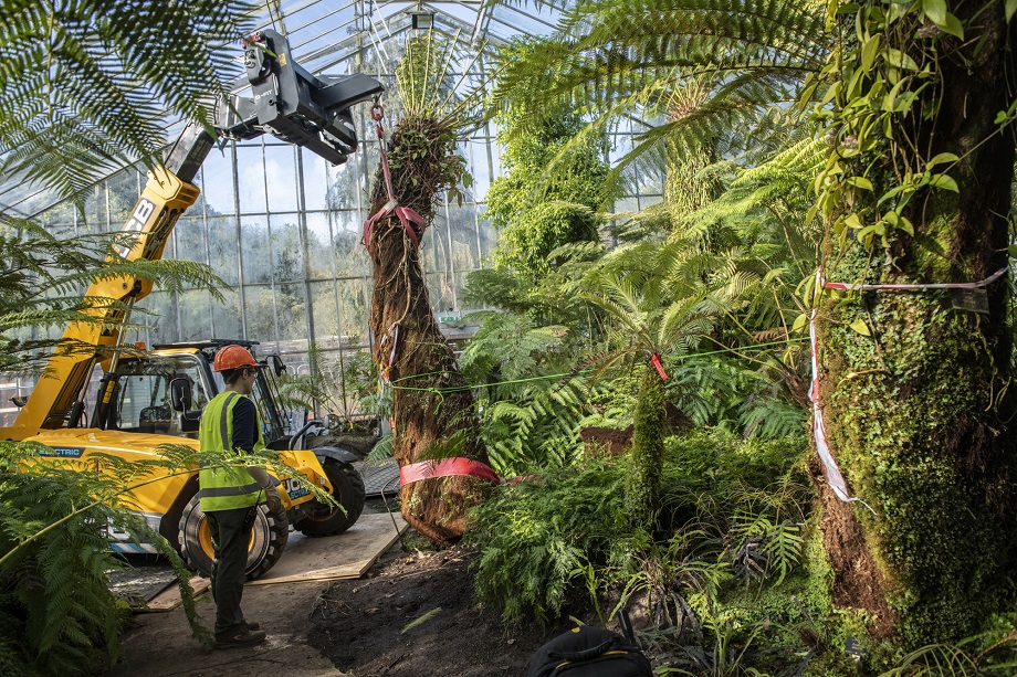 Botanics’ massive tree ferns on the move to Scotland HortWeek