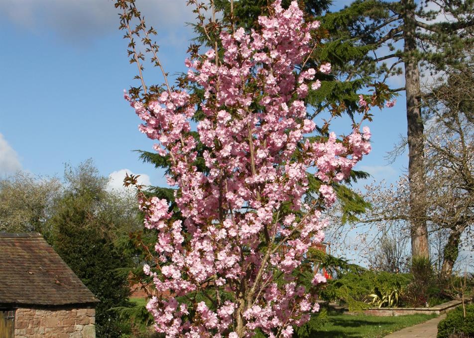 Frank P Matthews delivers 4,000 Japanese flowering cherry trees HortWeek