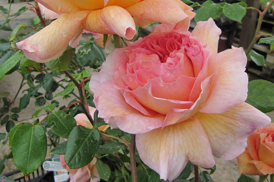 Rose shortage hits UK HortWeek