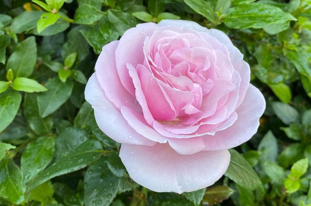 Notcutts Launches Rose-naming Competition To Celebrate 125th 