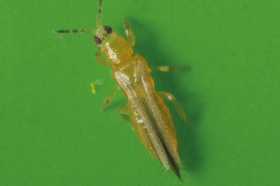 Why the glasshouse sector should be alert to the threat of melon thrips