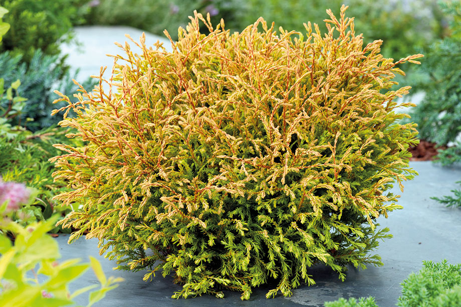 Thuja | HortWeek