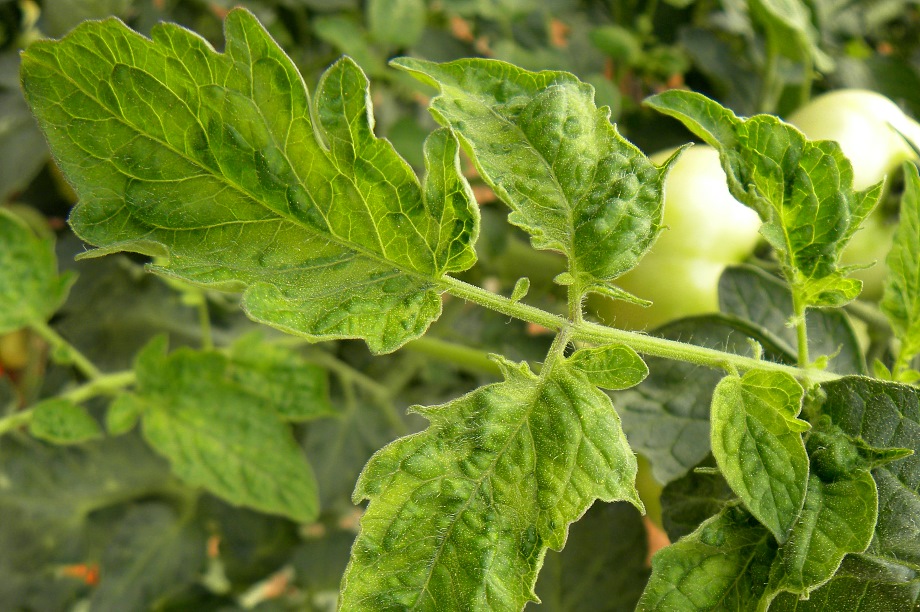 What is the latest thinking on controlling ToBRFV tomato virus? | HortWeek